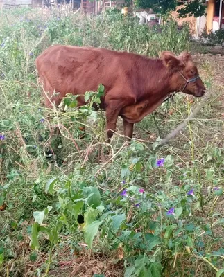 Gʻonajin sotiladi 1