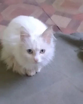 Есть котята 1