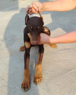 Doberman zotli kuchukchalar sotuvga tayyorlanmoqda