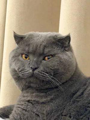 Juftlash uchun shotland bukquloq mushuk (Scottish Fold) 1