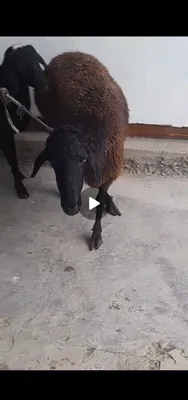 2oylik bogoz yirik qoy 6500 narxi dastafkasi bor faqat b 1