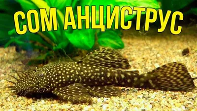 Мальки сома анциструса.Свои. 1