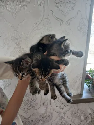 Отдам дарим милых котят в заботливых рукам 1