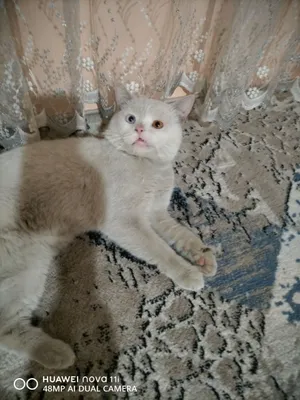 Qurilish maydonchasida yalangoch qizning surati