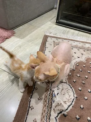 Котята 🧡 1