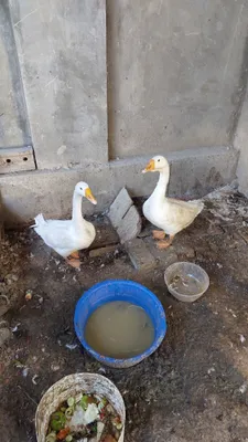 Гозлар 2та кизбола 1