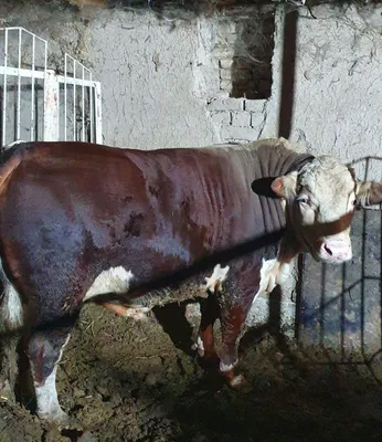 Продаётся бык, выращенный на халяльном корме, для жертвоприношения 1