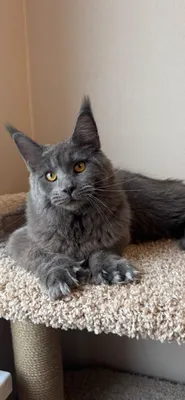 Котенок мейн кун 1