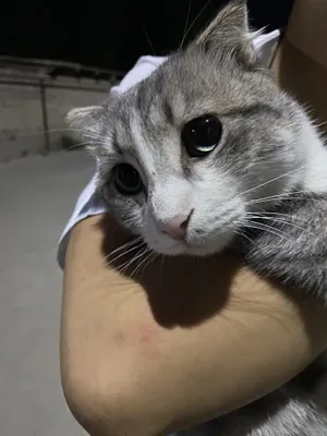 Шотландский Кот 1 год 1