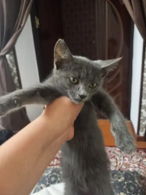 Продаётся котёнок, возраст 1 месяц 1