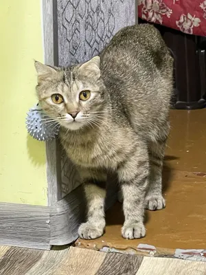 Mushuk yaxshi ollohdan qórqadigan insofli qóllarga hadiyaga beriladi.