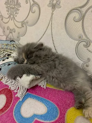 Чистокровный шотландский страйт, 2 месяца 1