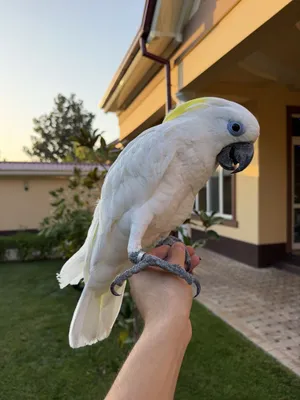 Какаду Blue eyes, 11 месяцев, идеальный ручной, начал говорить. 1