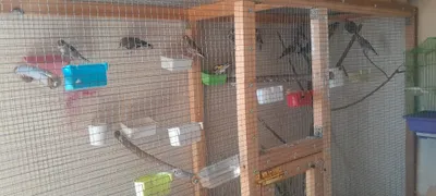 Продаются совы. Годовалые птицы. Красиво поют