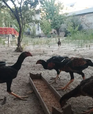 Тоза дакан жожалар 1