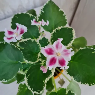 Продам цветущие фиалки 1