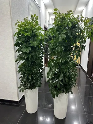 Комнатные растения, офисные и комнатные цветы, Гуллар, Офис гуллари 1