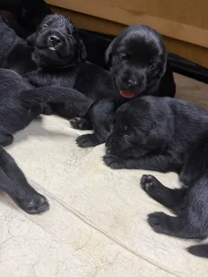 Labrador kuchukchalarini sotish