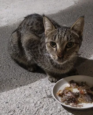 Домашняя кошка бесплатно 1