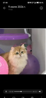 Вязка: золотистая шиншилла, хайленд, 12 1