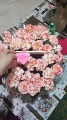 Свежие цветы