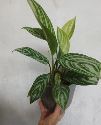 Aglaonema Strayps