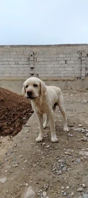 Лабрадор очень умный 1