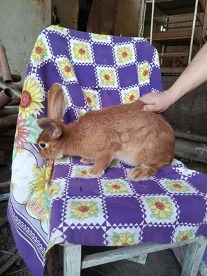Продаются бургунские кролики 1