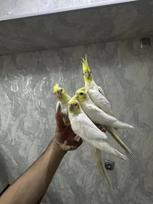 Продаётся ручная корелла 1