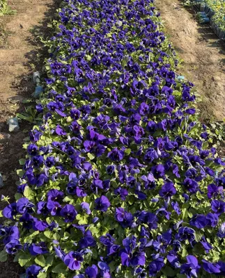 Kapalak gullar viola 1