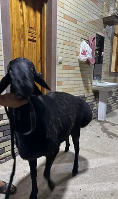 Молодой баран, зубы не менялись