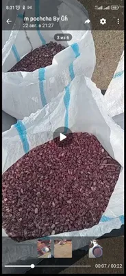 Loviya fasol chiqaradigan duku 1