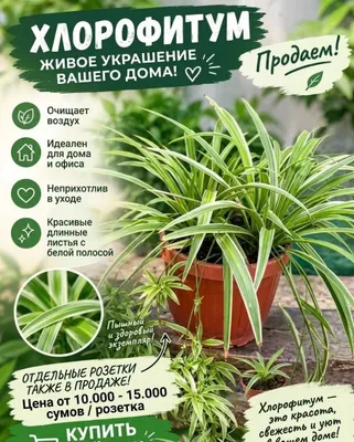 Xlorofitum. Uyingiz yoki ofisingizda yangilik va shinamlik