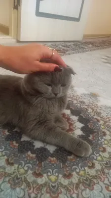 Mushukning chiroyli fotosuratlari Jahon porno adabiyotini oqing