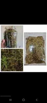 продаётся сухой мох, гипнум кипарисовый