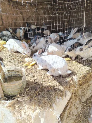 Продаются кролики 1