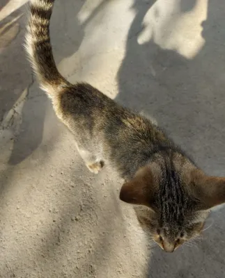 Котёнок родился 12 апреля 1