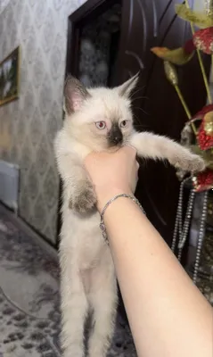 Продаётся котёнок 1