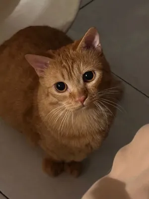 кот в добрые руки!