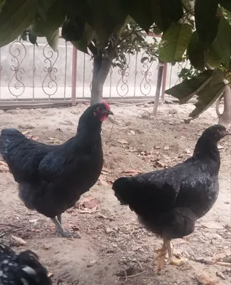 Qora Shaxzoda Gigant toza zot 1
