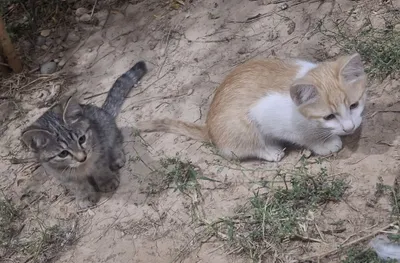 Котята, без породы. Девочка и мальчик. 1