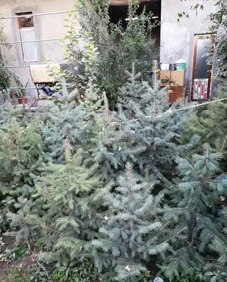 Арча, голубая ель 1