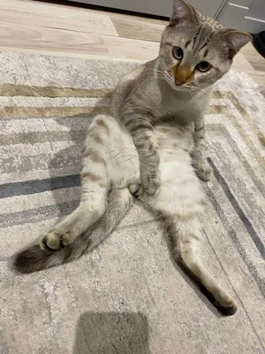 Mushuk sotqmiz zoti bengal 1