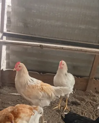 Tovuqlar sotiladi! 5 ta tovuq sotiladi! 1