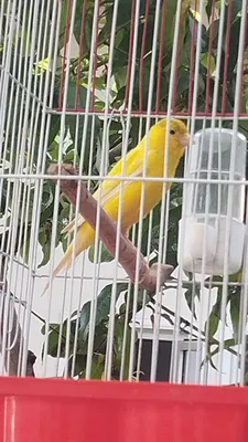 Nar kanareka sotiladi 1