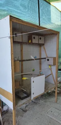 Продаются готовые попугаи 1