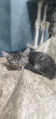 Котенок в добрые руки 1