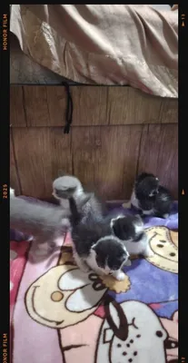 Продаются красивые шотландские вислоухие котята 1