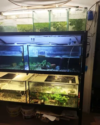 Akvariumli stellaj