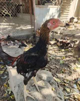 Куланги жужалар сотилади 1